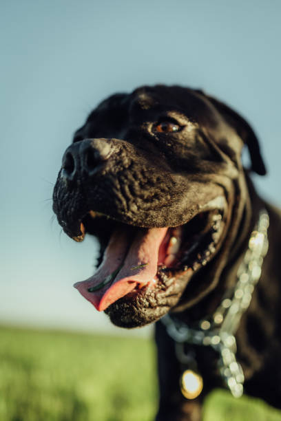 istock Dog in the field 1397500680