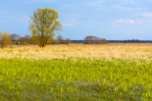 Panoramic view of Biebrza river wetlands and bird wildlife reserve during spring nesting period in Mscichy village near Radzilow in Podlaskie region of Poland