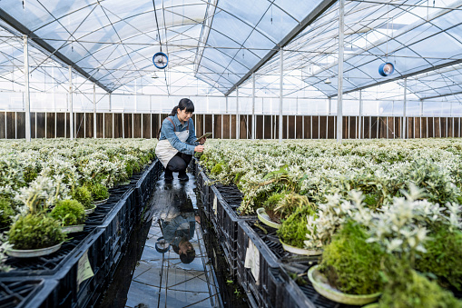 A female agricultural worker works on a tablet computer in a nursery greenhouse warehouse in Fujian,China.