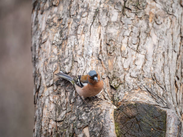 istock Common chaffinch, Fringilla coelebs, sits on a tree. Common chaffinch in wildlife. 1397502373