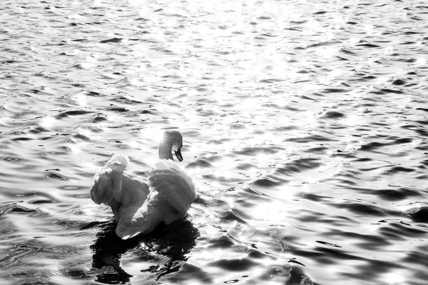 Black and white high contrast shot of the back of a Swan Swimming towards the sun setting in Copenhagen Søerne,