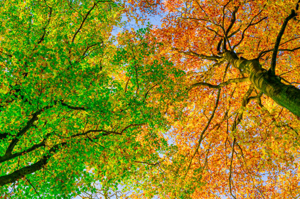 秋の午後の森の中のゴールデンブナとグリーンブナの木の上向きの景色 - landscape green tree leaf ストックフォトと画像