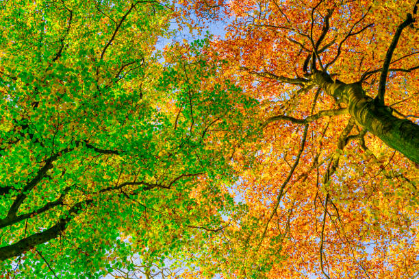 Upwards view on Golden and Green Beech trees in a forest during an autumn afternoon Upwards view in a beech tree forest with trees with golden and green leaves in a forest during an autumn afternoon in the Veluwe nature reserve in Gelderland, The Netherlands. early fall stock pictures, royalty-free photos & images