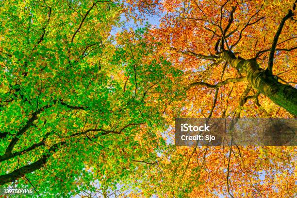 Upwards View On Golden And Green Beech Trees In A Forest During An Autumn Afternoon Stock Photo - Download Image Now