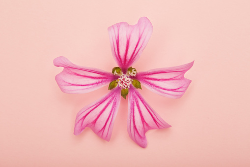 Single pink flower on pink background with copy space