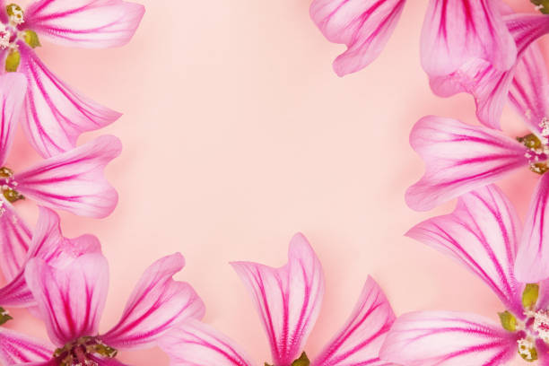 Top view orchid flower for frame of wallpaper background.
