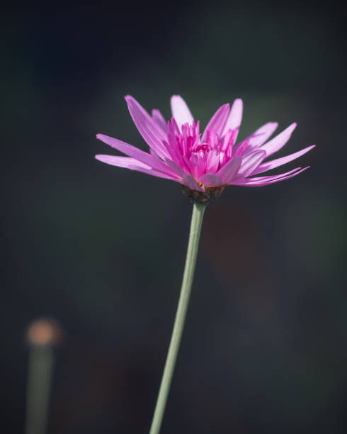 istock Pink Chinese aster flower blooming in a dark environment 1397504314