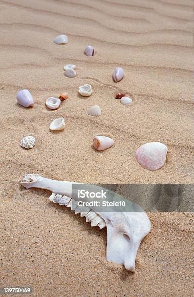 Carcasas De Mandíbula Animal Y Foto de stock y más banco de imágenes de Aislado - Aislado, Arena, Beige