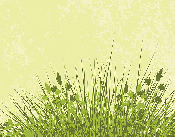 Meadowy Editable vector illustration of grassy vegetation with grunge and vegetation as separate layers tussock stock illustrations