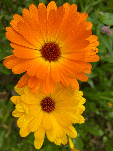 istock Beautiful picture of a flower 1397506152