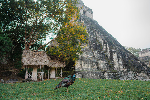 Scenic view of wild Ocellated turkey near Tikal Mayan pyramids