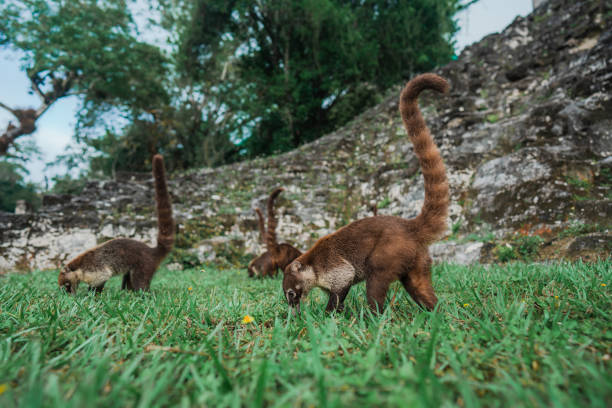 coati vicino alle piramidi maya di tikal - coati foto e immagini stock