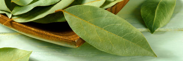 Bay leaves panorama on a teal rustic wooden background, a close-up stock photo