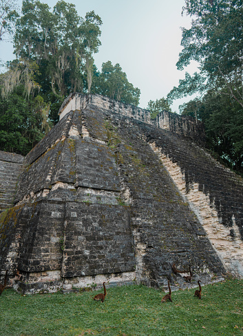 Scenic view of coati near Tikal Mayan pyramids in Guatemala