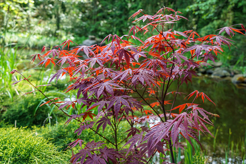 Japanese maple Acer palmatum Atropurpureum on shore of beautiful garden pond. Young red leaves against blurred green plants background. Spring landscape, fresh wallpaper, nature background concept
