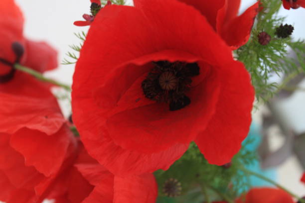 istock poppy flowers and cat and turquoise vase 1397509281