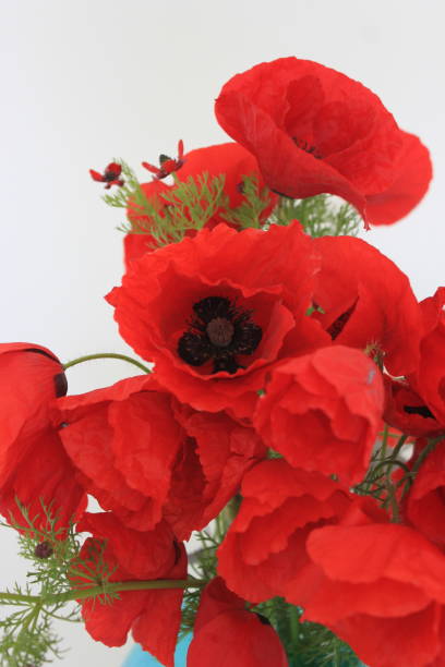 istock poppy flowers in a turquoise vase 1397509310