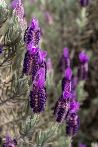 istock Lavender bush with large purple flowers 1397510351