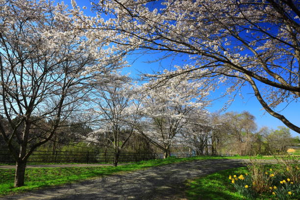 istock Blue sky and cherry blossoms in full bloom 1397510791