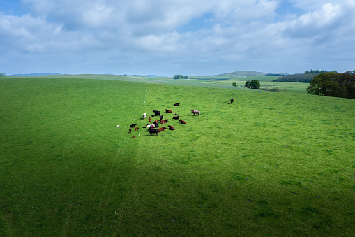 Cows in the Dutch countryside during a foggy morning.