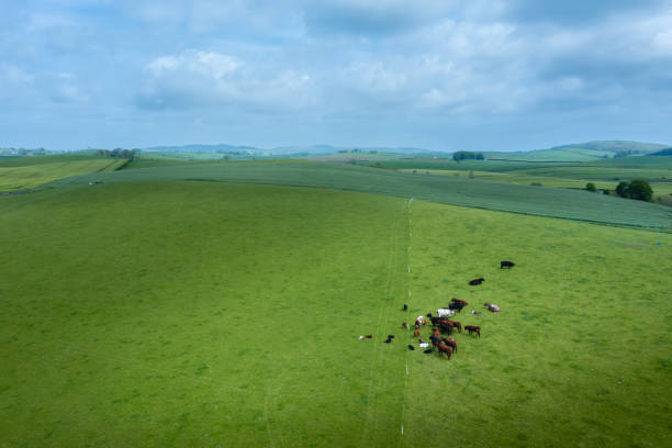 istock Drone view of calves and beef cattle in a field 1397511355