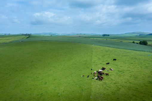High angle drone view of a small group of calves and beef cattle in a field on a bright spring morning