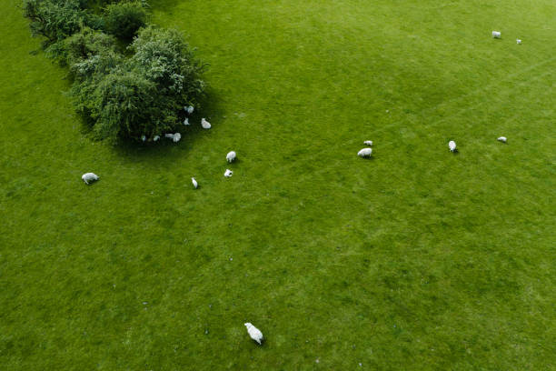 High angle drone view of sheep and lambs in a field on a bright spring morning in Scotland