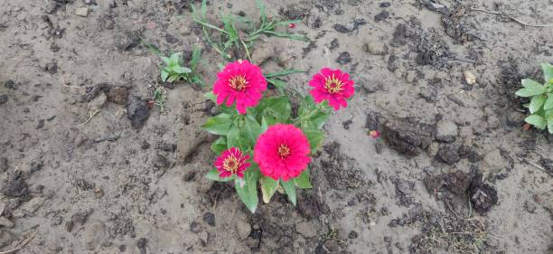 istock Colorful flower planted on soil. 1397511615