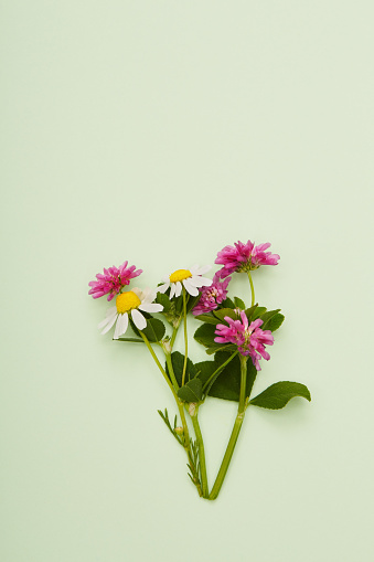 Bunch of wildflowers on soft green background