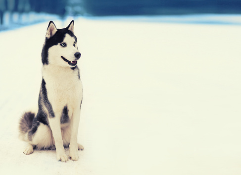 Close up of husky dog looking away outdoors in winter park, blank copy space for advertising text