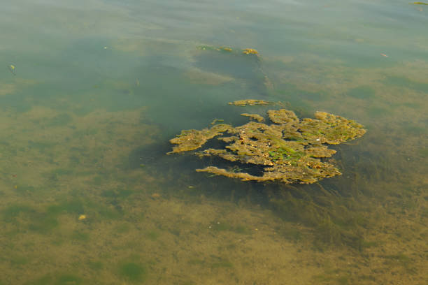 520+ Blue Green Algae Stock Photos, Pictures & Royalty-Free Images - iStock | Cyanobacteria, Spirulina, Algae bloom