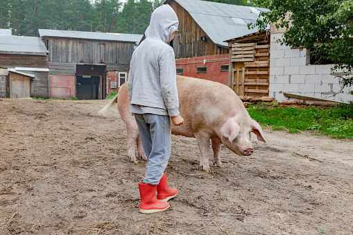 Little Boy with a pig on a farm