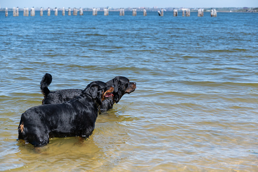 Full-length portrait of two black dogs standing in the water. Male and female Rottweiler dogs swimming in a wide river. Side view. No people.