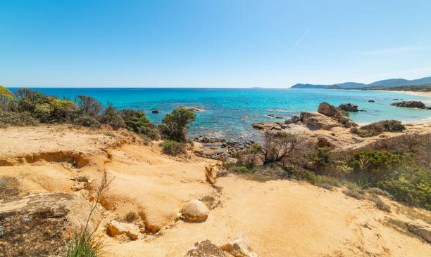 istock Plants by the sea in Sardinia in springtime 1397514145