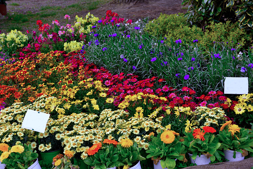 Garden flowers. Home gardening concept. Collection of houseplants and ornamental plants in pots. Plant care. Floral composition with spring or summer flowers. Blooming vibrant flowers in pot outdoors