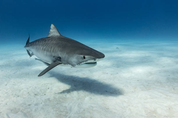 istock A Tigershark in Bahamas 1397514638