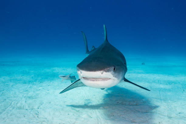 istock A Tigershark in Bahamas 1397514644