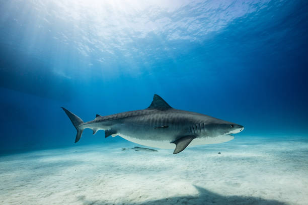 istock A Tigershark in Bahamas 1397514658