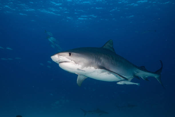 istock A Tigershark in Bahamas 1397514721