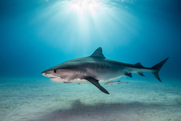 istock A Tigershark in Bahamas 1397514725