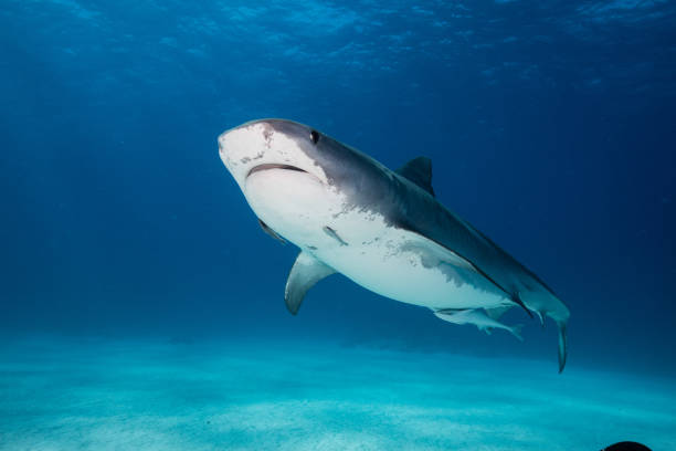 istock A Tigershark in Bahamas 1397514737
