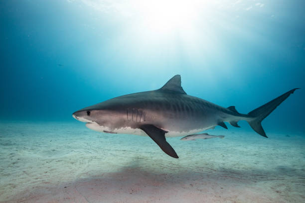 istock A Tigershark in Bahamas 1397514751