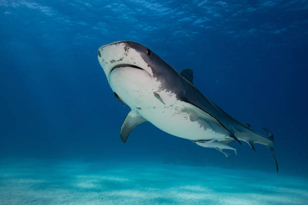 istock A Tigershark in Bahamas 1397515327