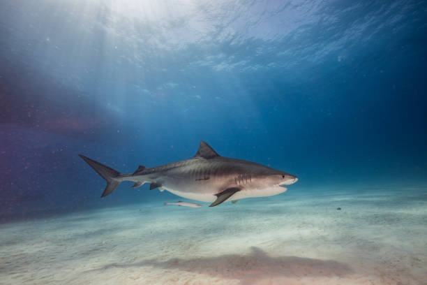 istock A Tigershark in Bahamas 1397515364