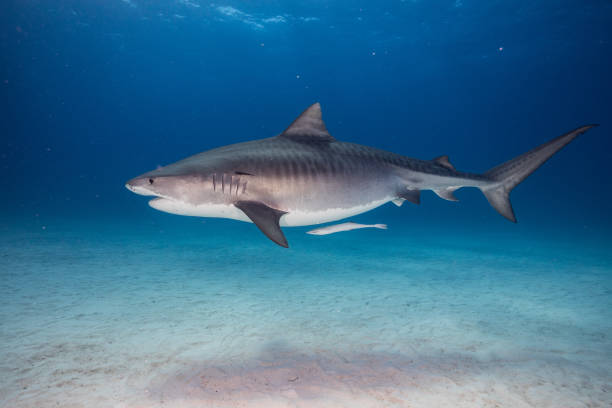 istock A Tigershark in Bahamas 1397515387