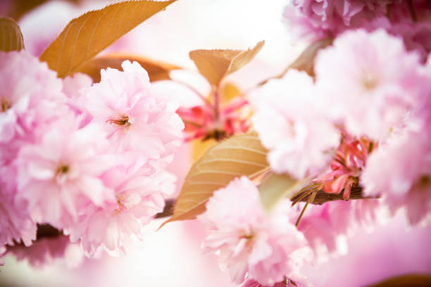 цветение сакуры. - cherry blossom spring day sakura стоковые фото и изображения