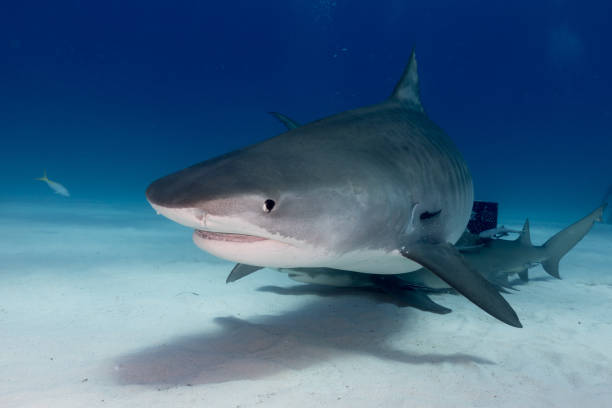 istock A Tigershark in Bahamas 1397515421