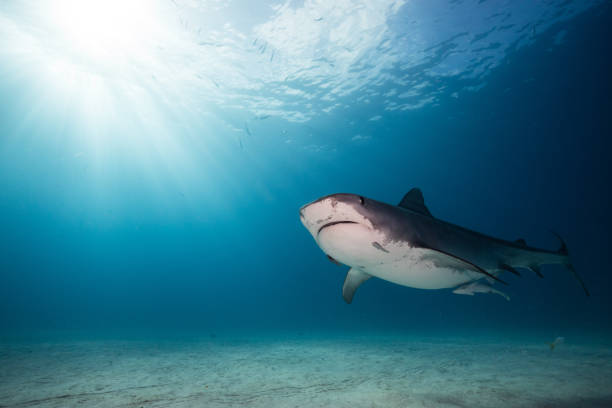 istock A Tigershark in Bahamas 1397515442