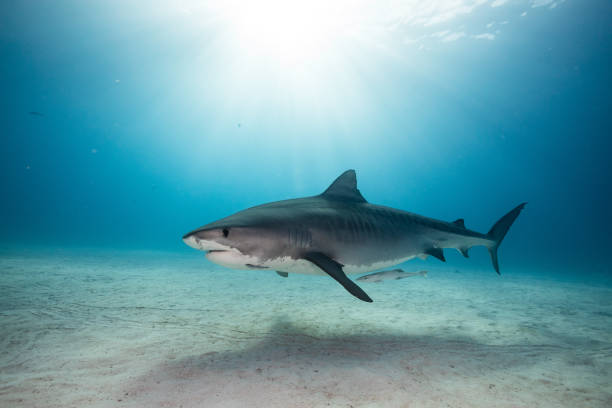 istock A Tigershark in Bahamas 1397515457