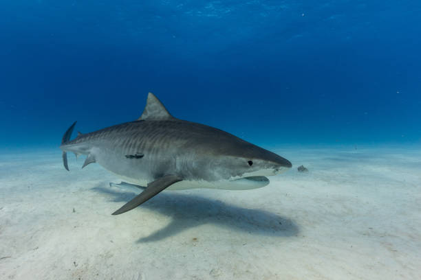 istock A Tigershark in Bahamas 1397515508